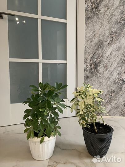 Комнатные растения цветы