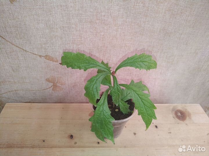 Клеродендрумы, Кубанола, рандия и др