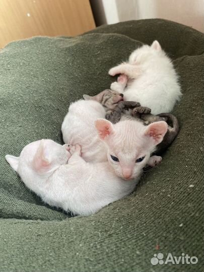 Кошки донской сфинкс