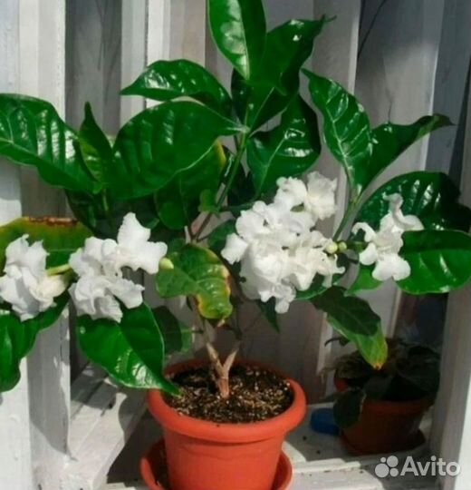 Табернемонтана