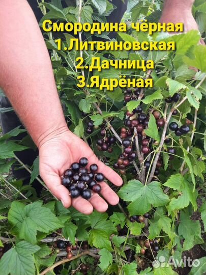 Саженцы черной смородины оптом