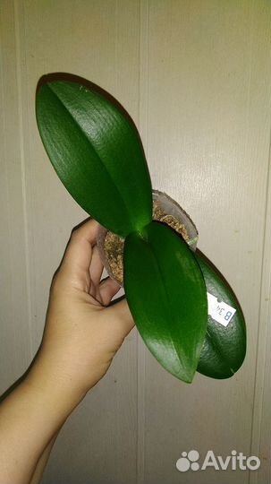 Орхидея Violet Eye