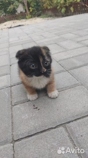 Вислоухие котята в добрые руки бесплатно