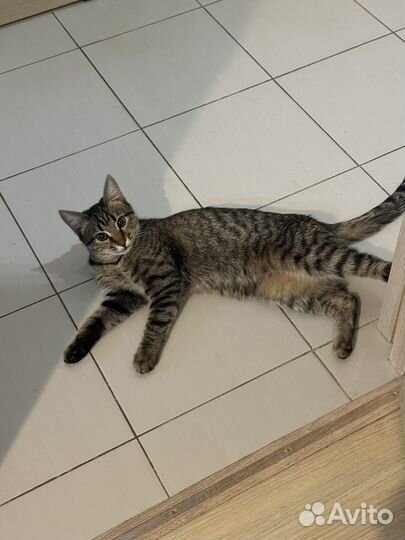 В добрые руки