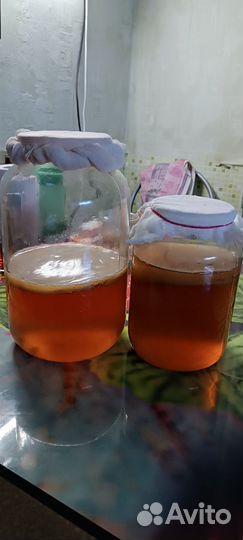 Чайный гриб бесплатно