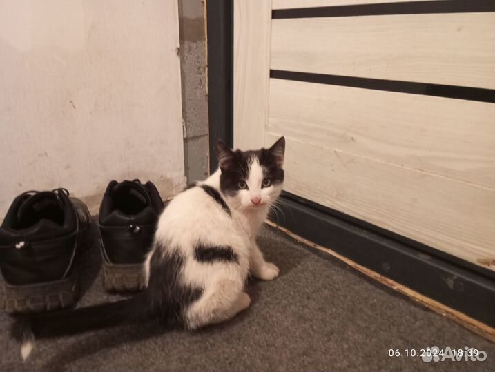 Котенок мальчик 3 месяца