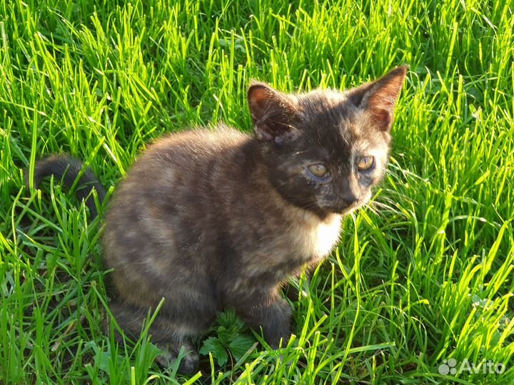 Милейшие котята