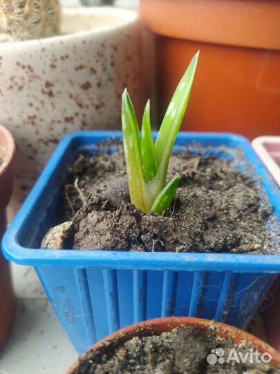 Алое пёстрое или алое тигровое