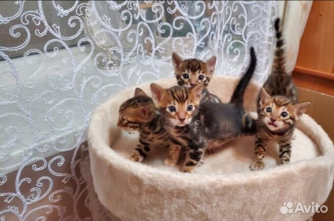 Бенгальские котята