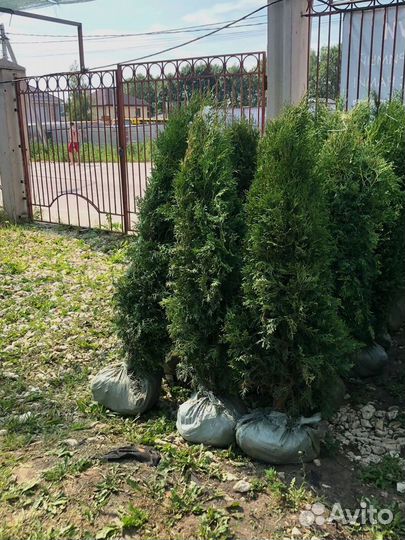 Туя западная Колумна 1.5-1.7 - 2500
