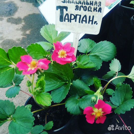 Рассада саженцев