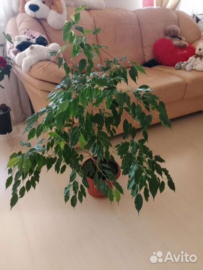Фикус Бенджамина