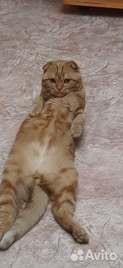 Шотландский кот вязка