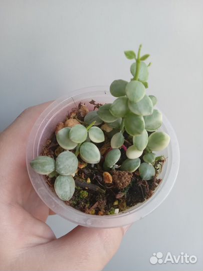 Хойи и дисхидии