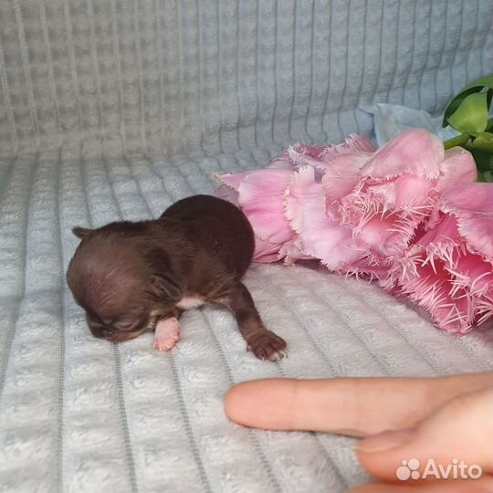 Щенки чихуахуа мини гладкошерстные
