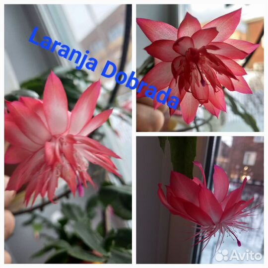 Декабрист(шлюмбергера)