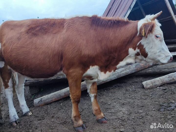 Телка стельная