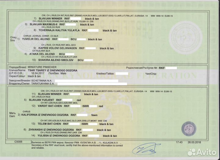 Кобель цвергпинчера для вязки