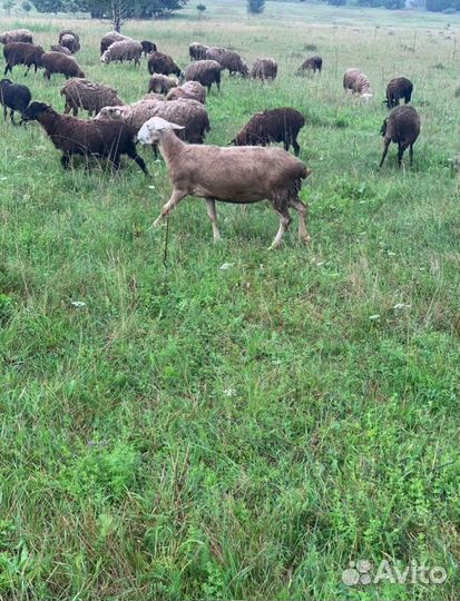 Продаём овец баранов и овце-маток 1000+ голов