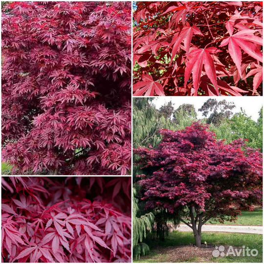Клён Атропурпуреум