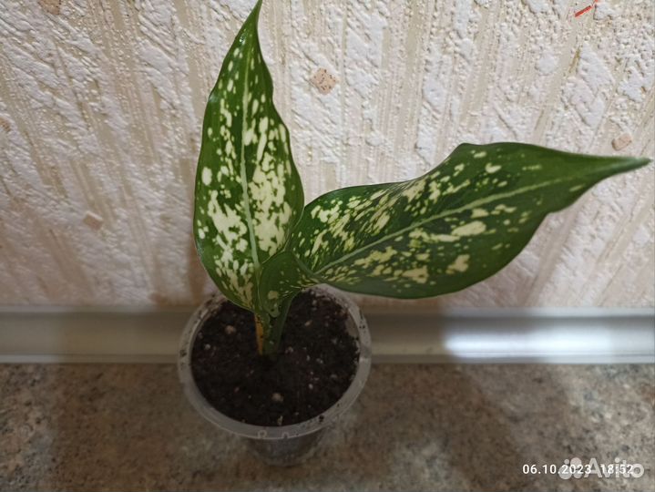 Аглаонема вайт киви