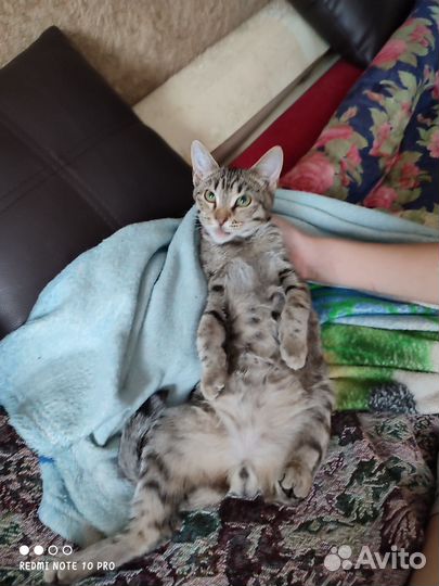 Котенок мальчик