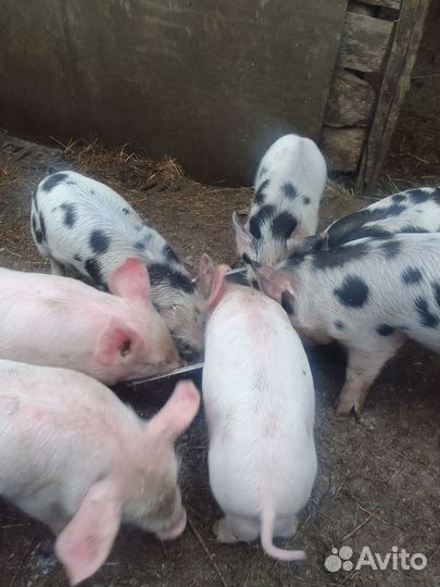Поросята
