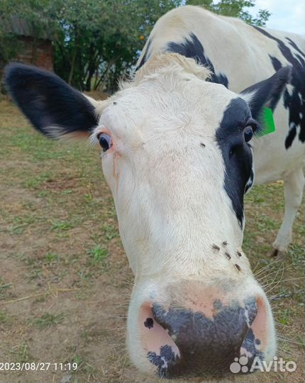 Продам телку