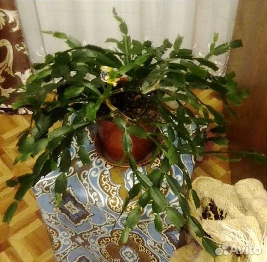 Комнатные растения цветы