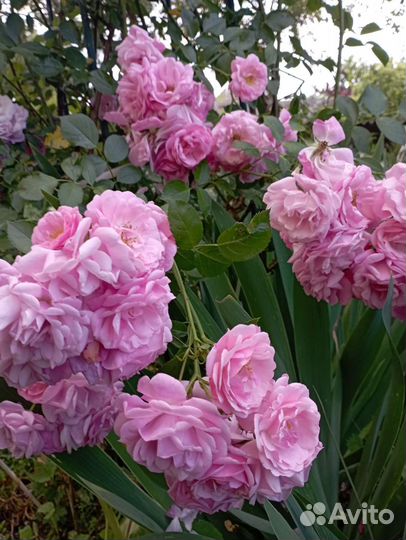 Цветы многолетники садовые