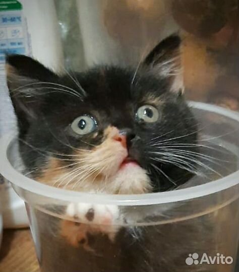 Котёнок девочка