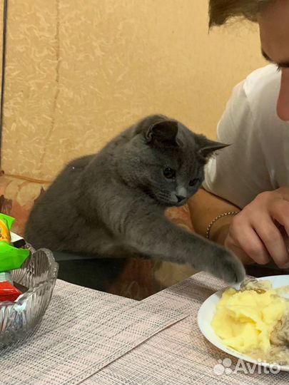 Кошка в добрые руки