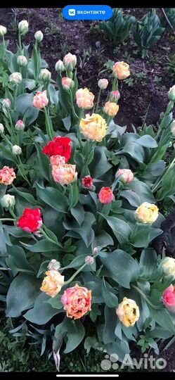 Пионовидные тюльпаны