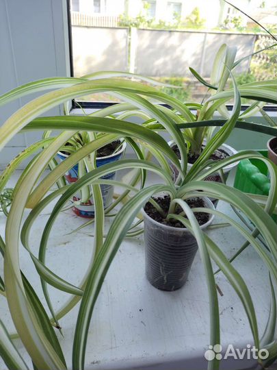 Хлорофитум кудрявый