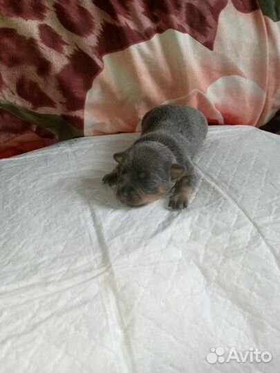 Той-терьер щенки