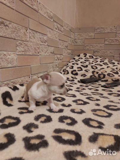 Щенки чихуахуа мини