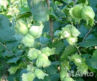 Фундук и грецкий