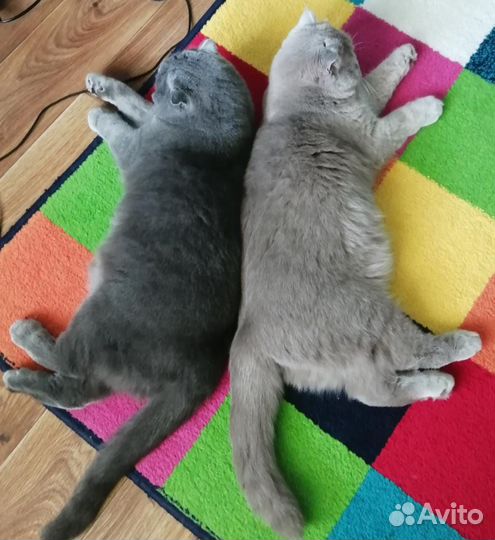 Две милые кошечки ищут дом