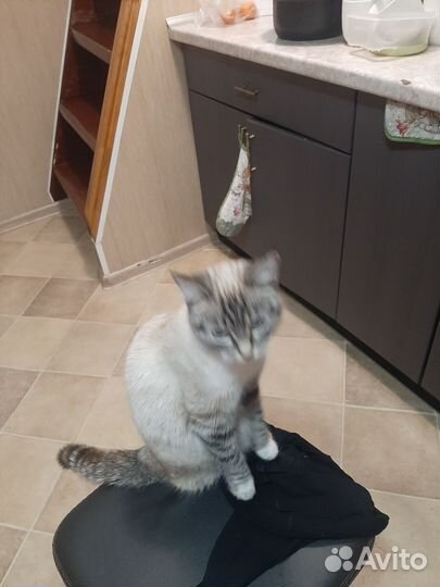 Кошка