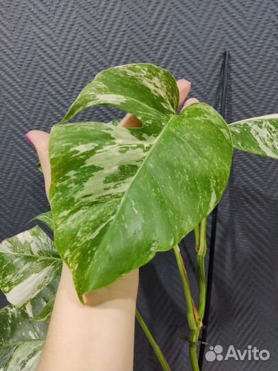 Монстера вариегатная