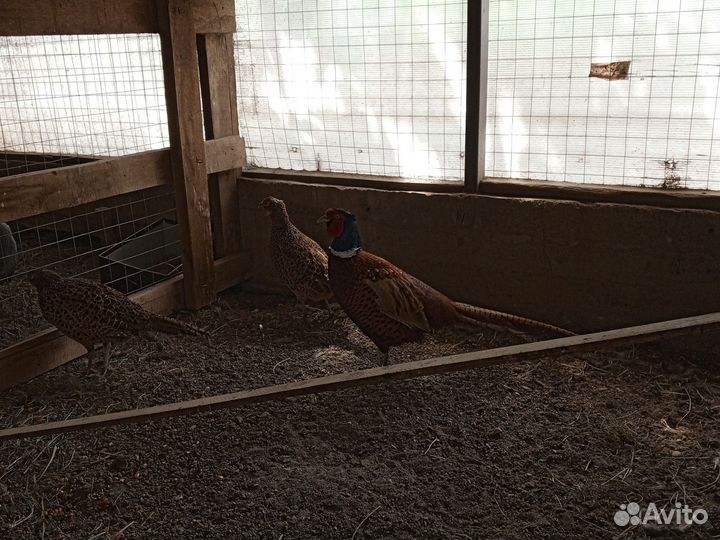 Инкубационное яйцо Фазан охотничий