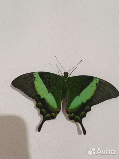 Бабочки к торжественному дню