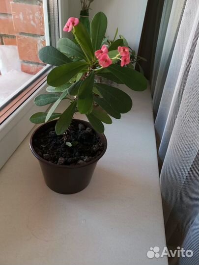 Молочай миля