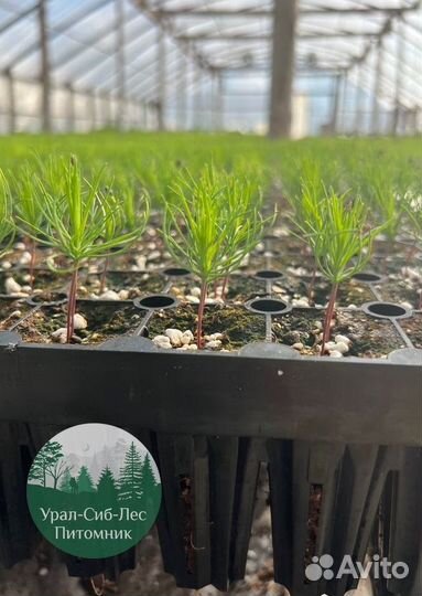 Зкс и окс Сосна Ель Лиственница сеянцы Голуб горн