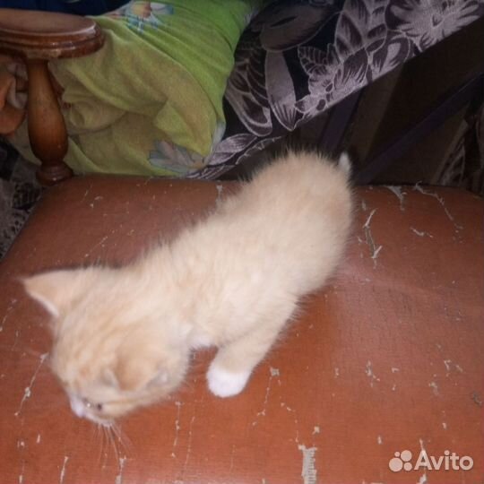 Кошки в добрые руки