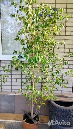 Фикус бенджамина большой