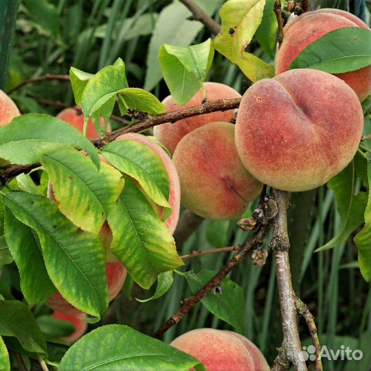 Саженцы персика Биг Сан Хина