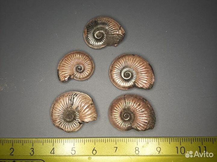 Аммониты Amoeboceras пиритизированные