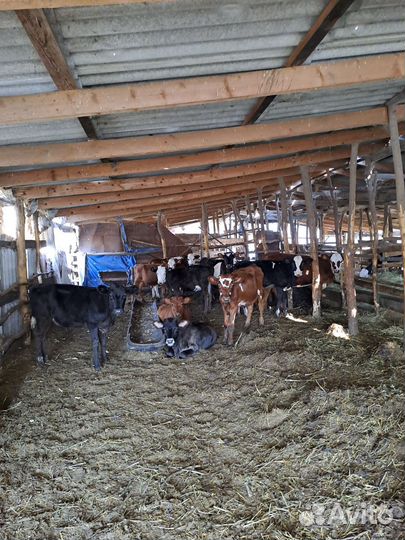 Бычки тёлки 6-7 месяцев были на подсосе