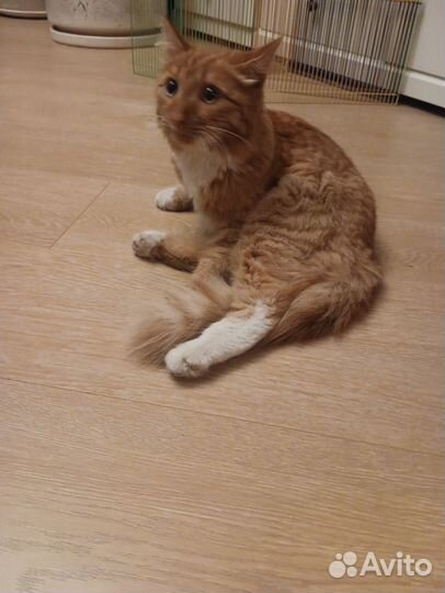 Найден котик молодой